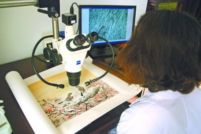 中国艺术科技研究所艺术品科研中心，科研人员在观察显微镜下的画作。通过显微镜，可以看清画纸上的微观纤维状态，这是独一无二无法伪造的。CFP供图