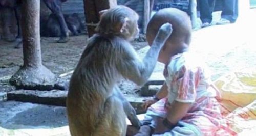 印度母猴将女婴当自己宝宝照顾(组图)