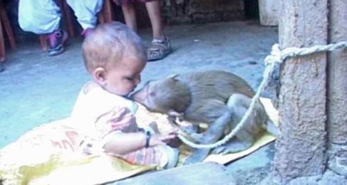 印度母猴将女婴当自己宝宝照顾(组图)