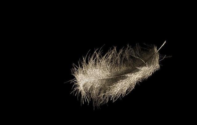 組圖：意大利藝術家用千人裸體打造精致“羽毛”