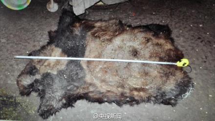 云南破获一起“猎杀大熊猫案” 10名嫌疑人被抓