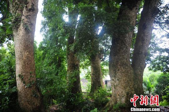 重庆酉阳发现金丝楠木群最大树龄超600岁（图）