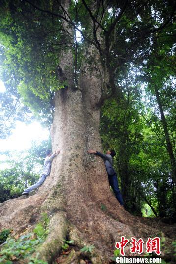 重庆酉阳发现金丝楠木群 最大树龄超600岁(图)