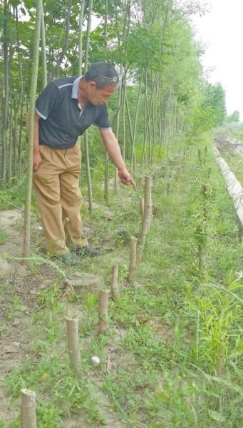 洛阳2天400棵树被砍 种树人称租金问题遭报复