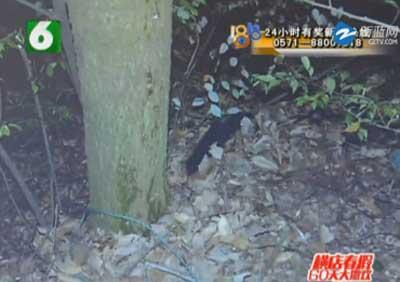 男子赴女网友邀约 被绑在树上抢个精光