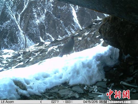 四川卧龙捕捉到野生雪豹妈妈带着两个幼崽外出觅食影像