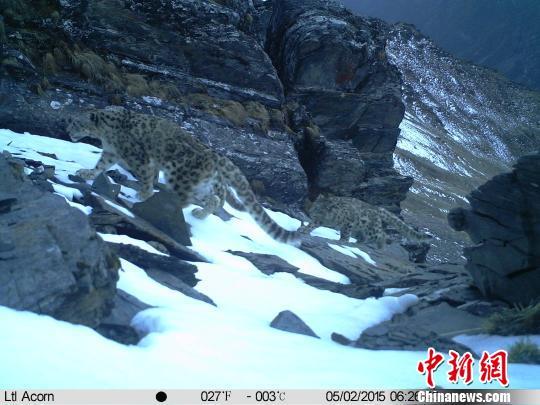 四川卧龙捕捉到野生雪豹妈妈带着两个幼崽外出觅食影像