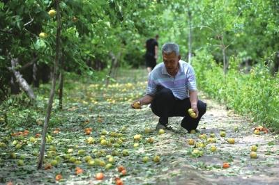 北京房山遭遇天降冰雹 果树绝收餐桌被击穿(图)