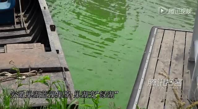 【拍客】安徽巢湖蓝藻集聚 巢湖变“绿湖”截图