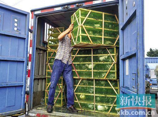 广东警方截获2车保护鸟类 托运一律写鸽子