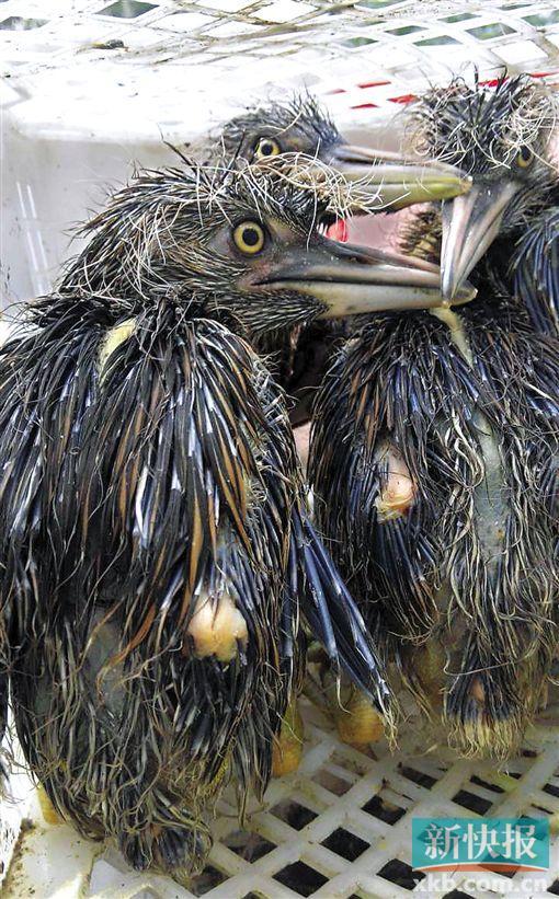 广东警方截获2车保护鸟类 托运一律写鸽子