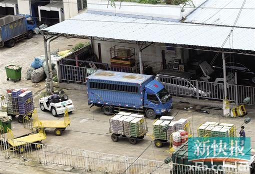 报料人称地下贩鸟已存在10年了 一直没人查