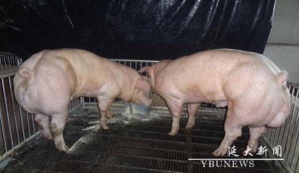 中韩科学家培育新型瘦肉猪:只改一个基因