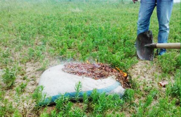 内蒙古2000多万亩草场发生蝗虫灾害