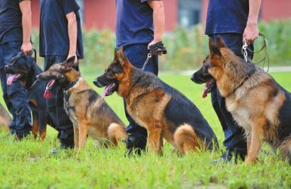 从今年起，四川公安的警犬要接受技术等级认证考试，分新手、熟手、专家三级。