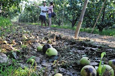 突降冰雹“砸坏”北京千亩果园 损失近千万元