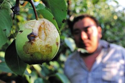 突降冰雹“砸坏”北京千亩果园 损失近千万元