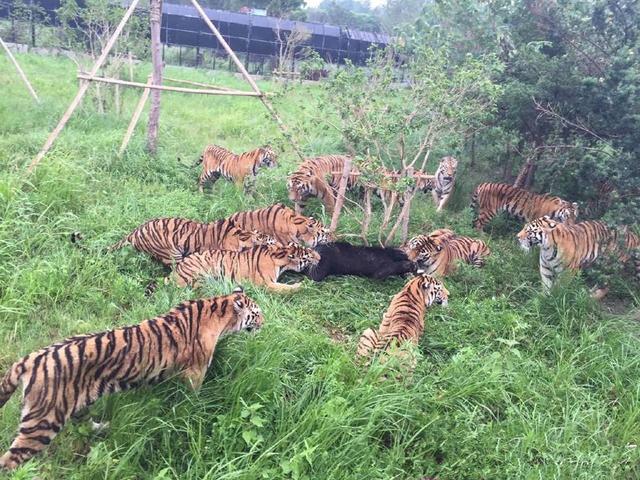 上海野生动物园十余只老虎围攻咬死黑熊