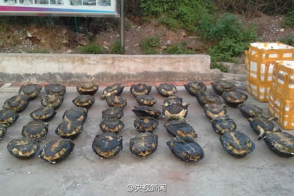 广西民警在海鲜物流货车中查获620只野生龟(图)