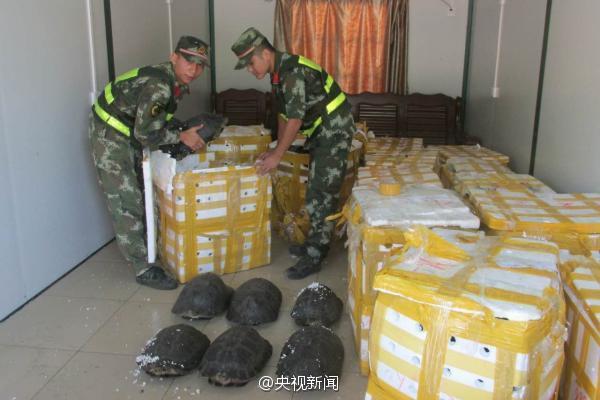 广西民警在海鲜物流货车中查获620只野生龟(图)
