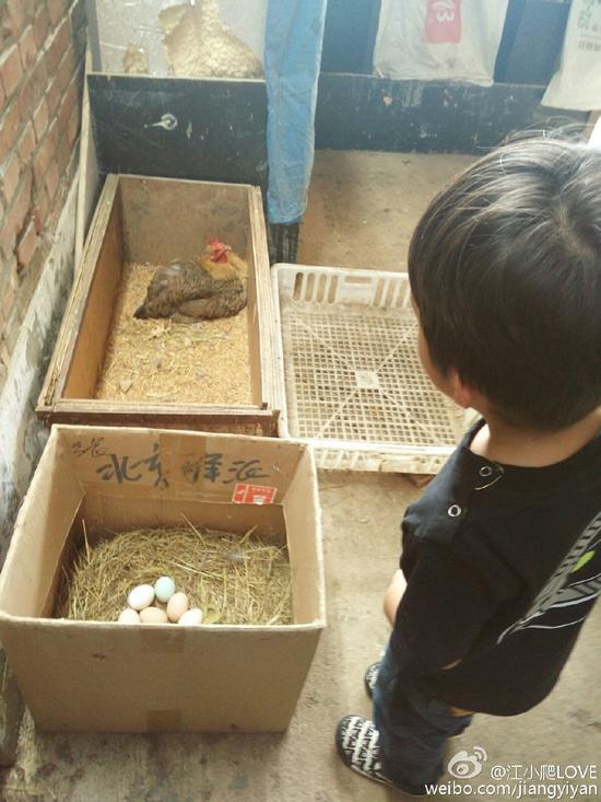 等等认真观察小动物