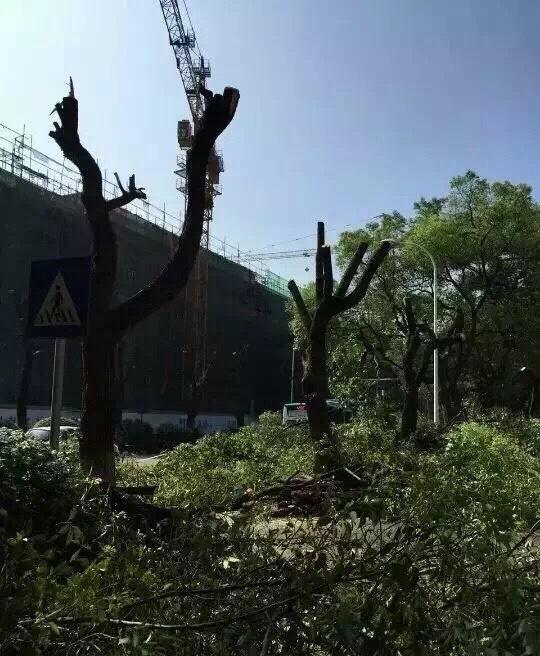 长沙修地铁砍古树 官方：因两高校要求分开建站