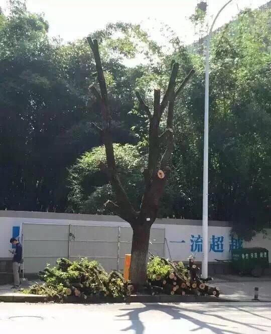 长沙修地铁砍古树 官方：因两高校要求分开建站