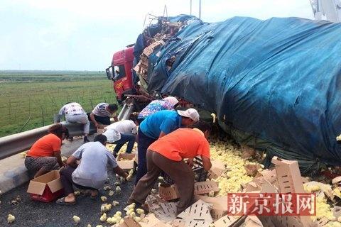 禽类运输车倾翻 数万只小鸡散落遭村民捕抓(图)