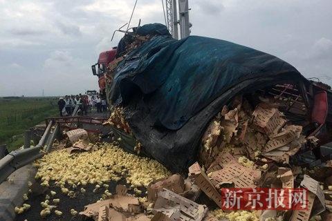 禽类运输车倾翻 数万只小鸡散落遭村民捕抓(图)