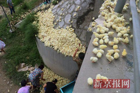 一辆禽类运输车倾翻 数万只小鸡散落遭村民捕抓