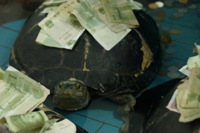 郑州动物园“千年神龟”背满人民币