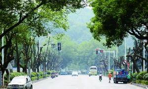 长沙200棵香樟树将被砍伐移栽 官方称手续齐全