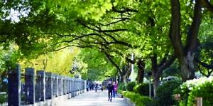 长沙200棵香樟树将被砍伐移栽 官方称手续齐全