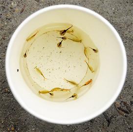 成都一建筑水坑现恐龙同时代生物“仙女虾”(图)