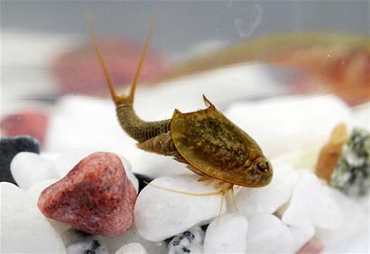 成都一建筑水坑现恐龙同时代生物“仙女虾”(图)