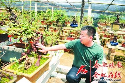 合肥一居民栽种近3000盆何首乌 欲留给子孙后代