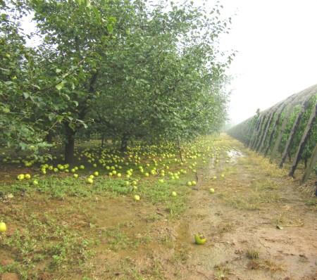 安徽山东局地遭风雹洪涝灾害 已致3万余人受灾