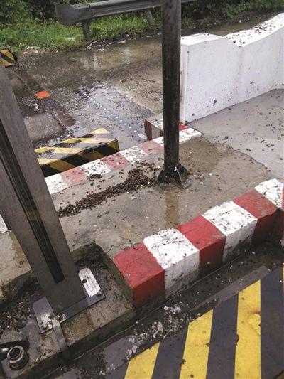 “战死”的蜜蜂掉了一地。