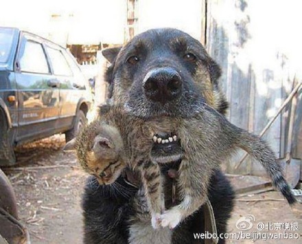 小狗跑回火场救出