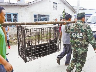 俄罗斯4只黑熊越境 1只被捕另外3只仍失踪