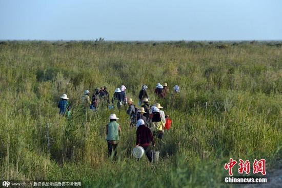 官方回应采摘黑枸杞：违法行为已基本消除