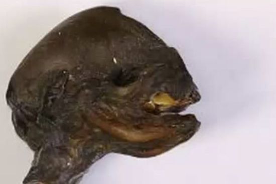 俄河岸现不明生物残骸 奇特头骨似“外星人”(组图)