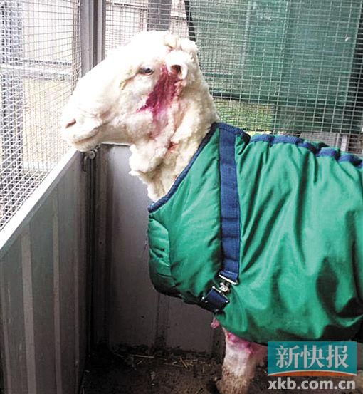 它有多讨厌剪毛! 澳迷途羊一次剪下40公斤毛
