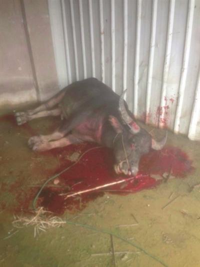 受惊水牛伤人冲出屠宰场 民警连夜追击击毙(图)