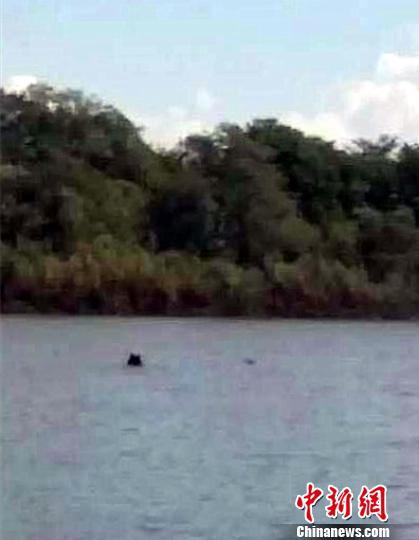 图为一黑熊游向珍宝岛 陈亮 摄