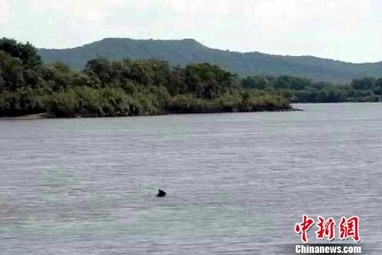 图为一黑熊游向珍宝岛 陈亮 摄