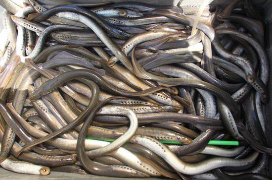 七鳃鳗lamprey长相奇特。台湾东森新闻云