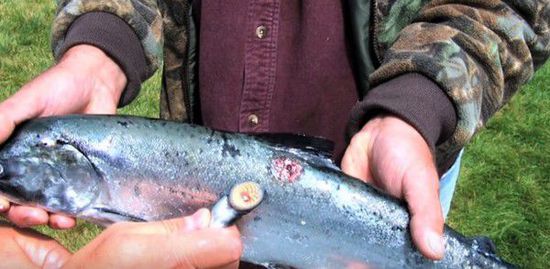 七鳃鳗的咬痕。（台湾东森新闻云）