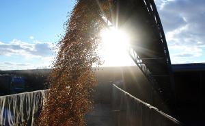 黑龙江个别农户被曝偷种转基因大豆 官方介入调查