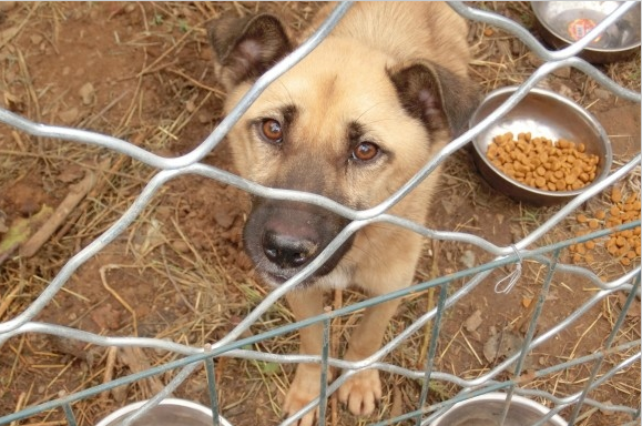 又见拦车救狗，善后仍无出路